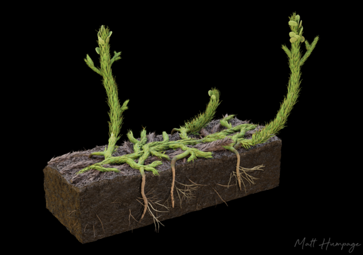 400-million-year-old-fossil-reveals-how-first-roots-emerged-in-earth-s